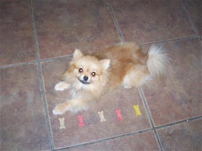 Pippin- AKC champion bloodlines